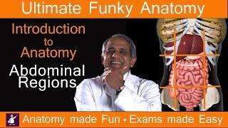 Introduction to Anatomy, The Abdomen - Regions of the Abdomen.  Awesome Anatomy. Fun!  Easy!