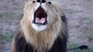 Lion Roaring!!