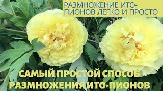 Peonies//Самый простой способ размножения ИТО - пионов