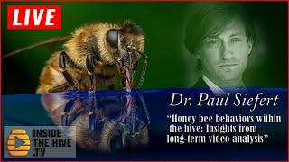 Apis mellifera HONEY BEE behaviors within the hive: Dr. Paul Siefert