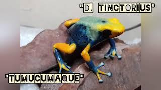 Big dart frog shipment unboxing, Tinctorius "Tumucumaque", Blue Galactonotus, Ameerega and more..