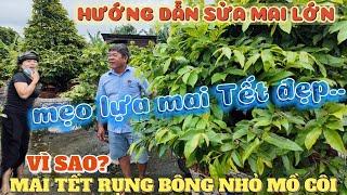 Vì sao mai Tết hoa nhỏ mồ côi rụng nụ Út Đực sửa mai lớn chia sẻ mẹo lựa cây bông đẹp và GL với FAN