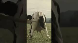 cow dance |funny vedio |bestmoments scene #whatsappstatus