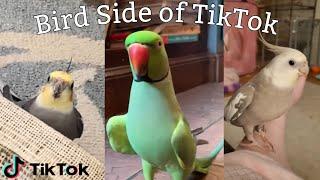 Bird Side Of TikTok