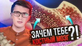 Почему КОСТНЫЙ МОЗГ это МОЗГ? И чем красный костный мозг отличается от желтого.