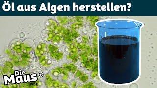 Energie aus Algen gewinnen | DieMaus | WDR