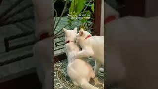 kucing jantan minta wik wik ke kucing betina  #short #cat #funny #fyp