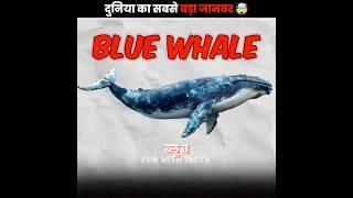 Blue Whale ka size sunke dimaag ghoom jayega! || #BlueWhale @FactoHolic  @FunWithFacts-channel