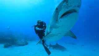 Ocean Ramsey Diving With Sharks to Promote Shark Conservation & Awareness