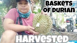 Harvested Durian at Ate Tata's farm | DML Vloggs