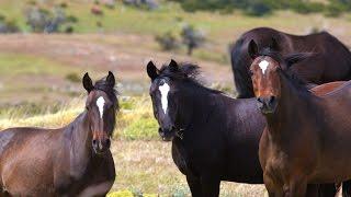 Patagonia Wild Horse Tracking in Torres del Paine National Park, Chile