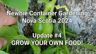 Newbie Container Gardening Nova Scotia - Update 4