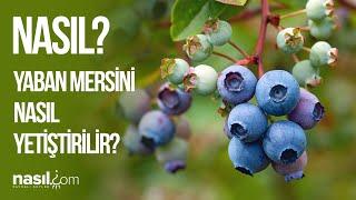 Tıbbi ve Aromatik Bitkiler Serisi: YABAN MERSİNİ Bitkisi Nasıl Yetişir? Kullanım ve Faydaları!