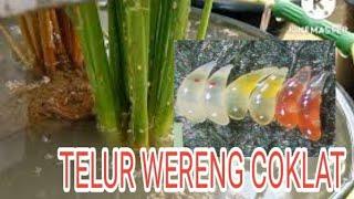 peneluran wereng coklat