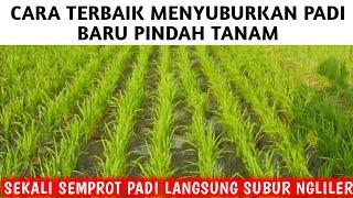 SEKALI SEMPROT PADI LANGSUNG HIJAU SUBUR, CEPAT NGLILER, ANAKAN LANGSUNG BANYAK