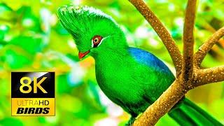 Most Beautiful Birds Collection in the World in 8K ULTRA HD - with Nature Sounds and Music 8K TV