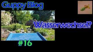 Guppy Blog Folge #16 | chillen und Wasserwechsel am Teich | Guppys vom Aquarium bis Teich 2017