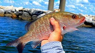 Live Chumming Mangrove Snapper Madness at Skyway Bridge (Limits)