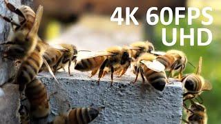 4K 60fps Honeybees (UHD)  #4k #beekeeping