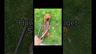 Wiener dog song (lyrics fixed) #viral #meme #cute #wienerdog #dog #fyp