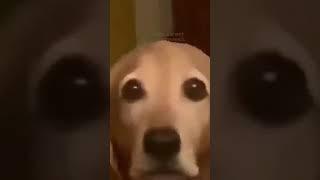 Doggo #shorts #funny #tiktok