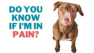 Signs of Pain in Dogs