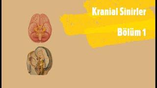 Cranial nerves - Part 1 [Theoretical]