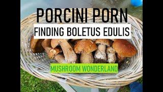 PORCINI PORN, finding Boletus Edulis mushrooms.