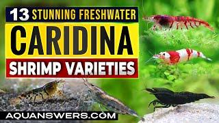 13 Stunning Caridina Shrimp Types: Your Guide to Freshwater Elegance