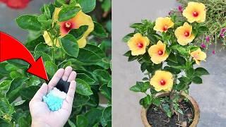 USE these 3 every 20 days, Hibiscus would bloom Magically