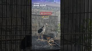 Ruak ruak gacor #ruakruakgacor #ruakruakbetina #ruak2 #ruakruak #ruakruakjantan