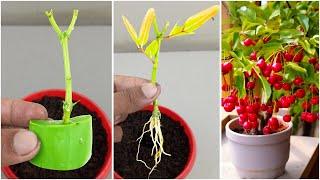 How to grow cranberry Tree from cranberry branch with aloevera !!!