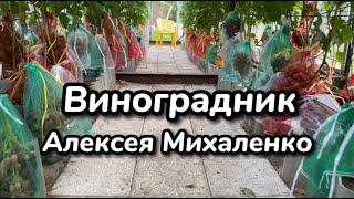 Обзор виноградника Алексея Михаленко. Трудности и результаты.