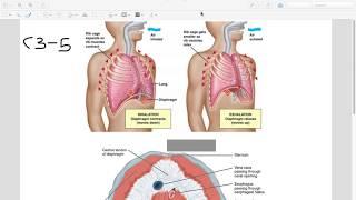 Diaphragm