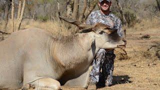 MONSTER OLD ELAND BULL!