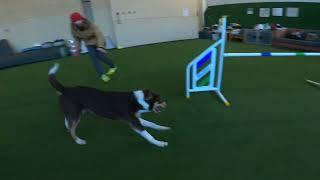 WAO Zelda @Agility & Dog House  agility training 