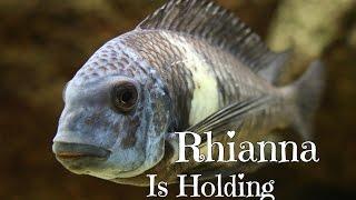 Tropheus Duboisi Update : Rhianna Is Holding