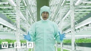 Tokyo’s Vertical Farms - The Future of Farming | WIRED