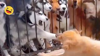 Funniest Animals  - Best Funny Dog And Cat Fighting Videos 2024