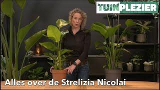 Alles over de Strelitzia Nicolai - Paradijsvogelplant | TUINPLEZIER