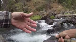 Wild Rainbows in the Hamilton Branch (Plumas County)