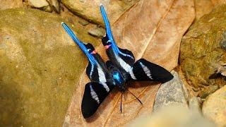 Butterflies in 4K Yungas part3