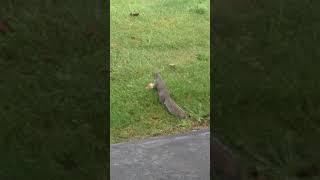 Squirrel Eats a Mushroom