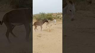 donkeys enjoying funny video donkeys