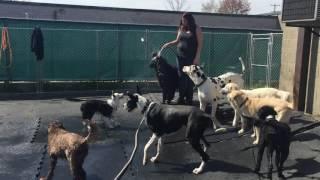 Petopia pooches having a blast in the sprinkler!!