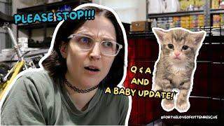 PLEASE stop doing this (update + Q & A) | Fortheloveofkittenrescue