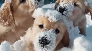 OpenAI Sora - snow dogs