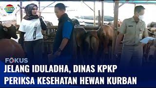 Live Report: Jelang Iduladha, Dinas KPKP Periksa Kesehatan Hewan Kurban | Fokus