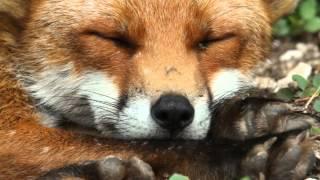 Sleeping Fox (HD)