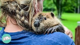 Baby Beaver Surprises Woman With House Dams | Cuddle Buddies